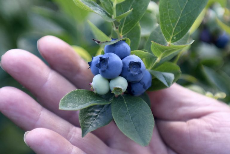 berries